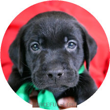 英国ラブラドールの子犬